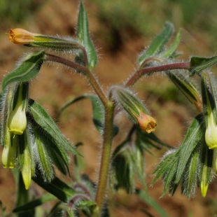 Onosma doichroanthum